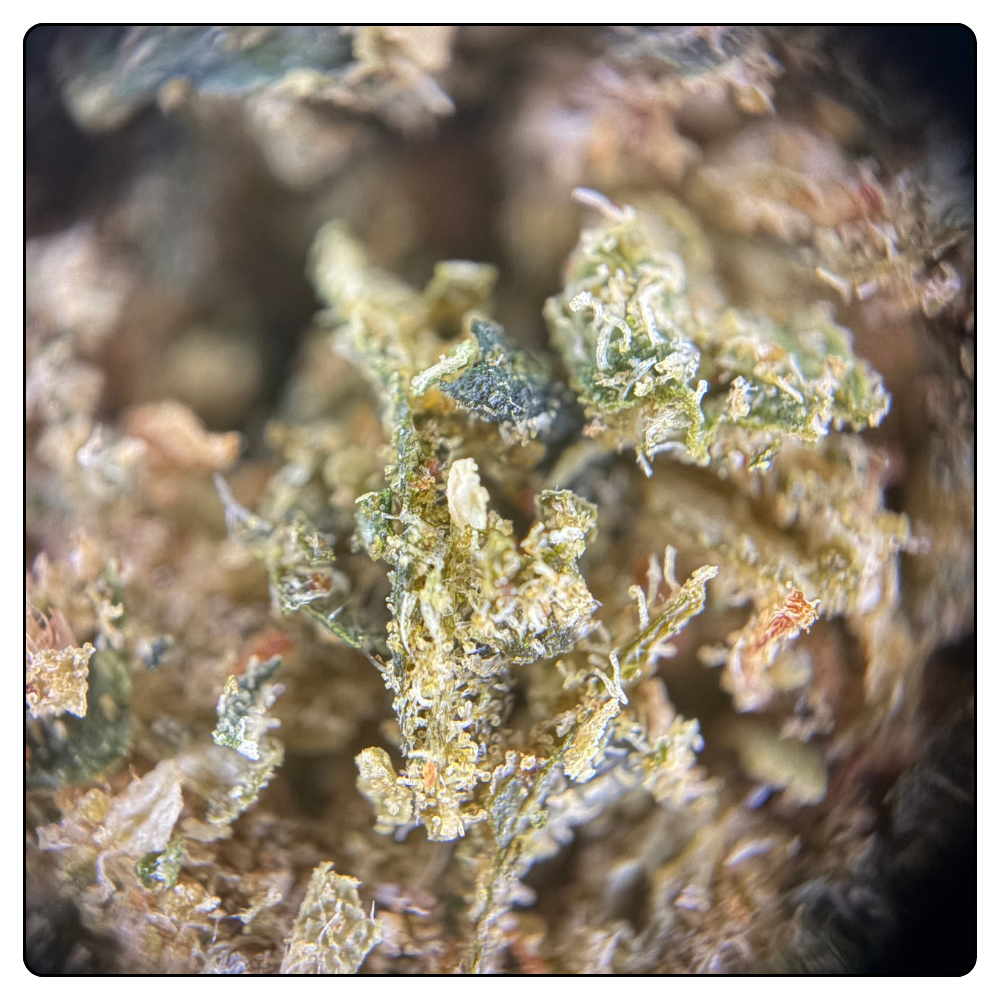 TRIM BLUEBERRY 25G
