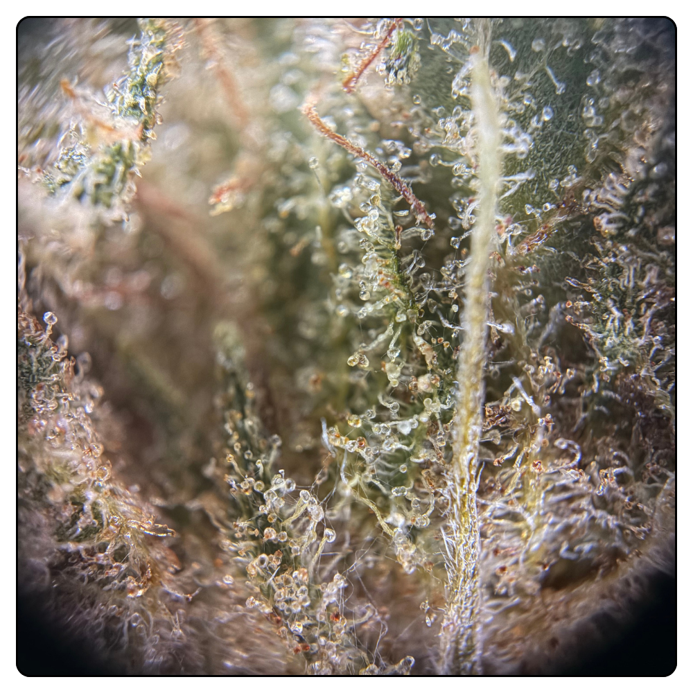G2 KUSH